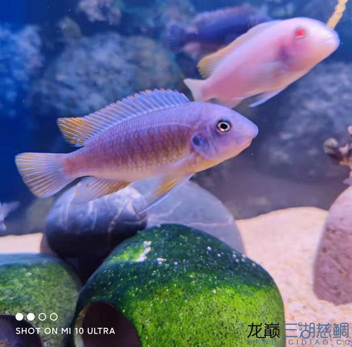 翻缸后冒個泡附帶苗子盲盒 一眉道人魚 第5張