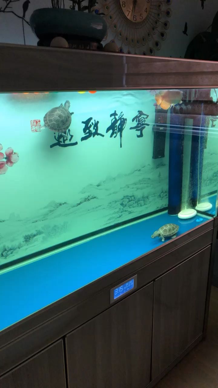 剩下你陪我龍魚圈