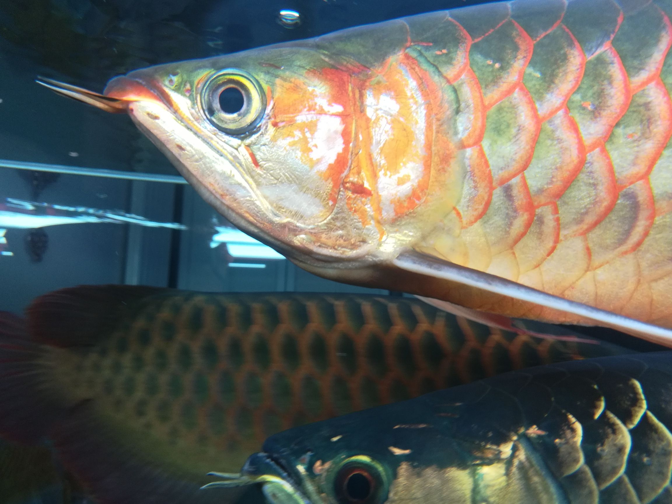 魚頭 星點金龍魚 第5張