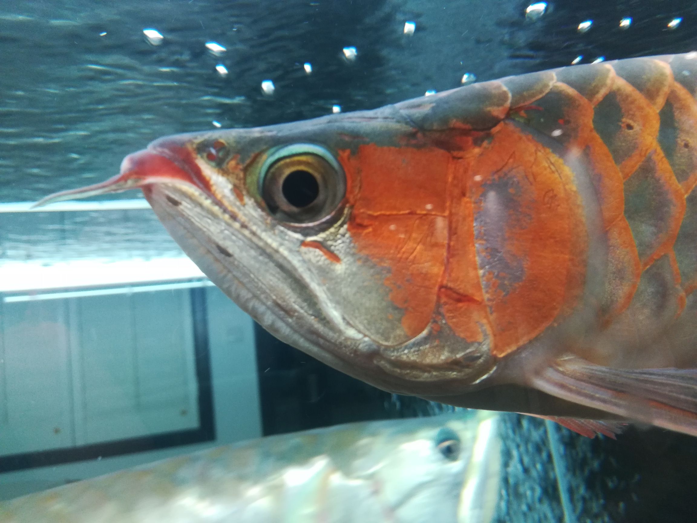 魚頭 星點金龍魚 第6張