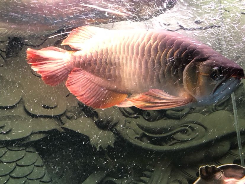 河源水族館早上來報道