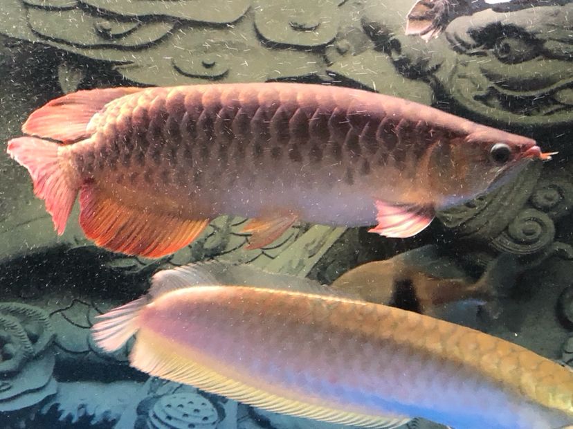 河源水族館早上來報道