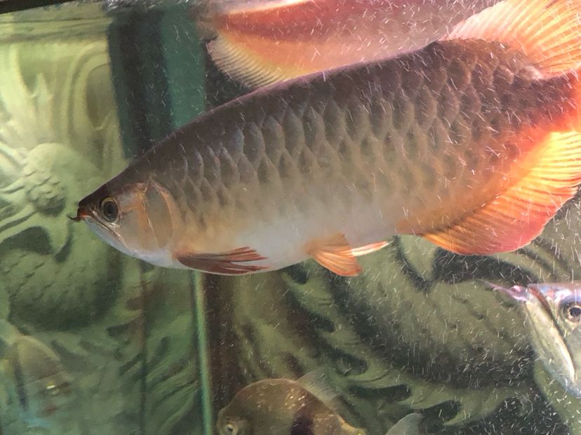 河源水族館早上來報道