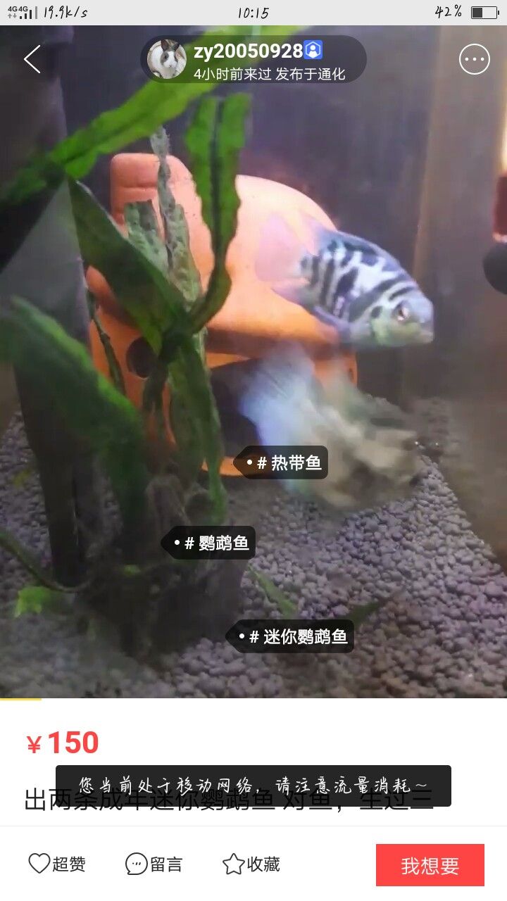 長(zhǎng)春魚(yú)友站出來(lái) 大嘴鯨魚(yú) 第2張