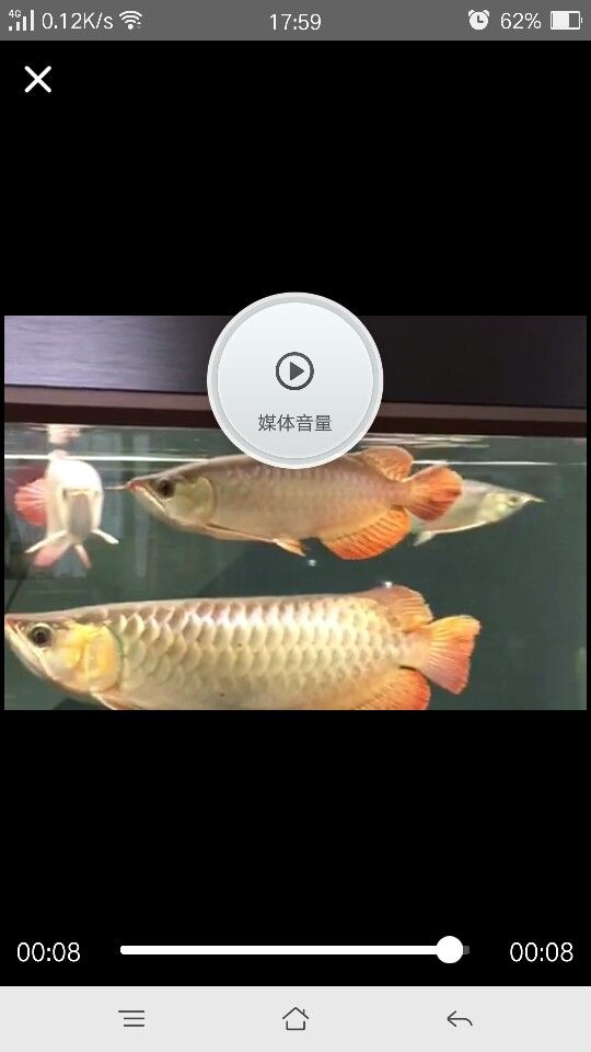 隨意發(fā) 夢幻雷龍魚 第6張