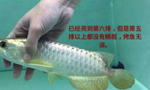 甘孜藏族自治州觀賞魚市場(chǎng)老缸重新開缸放闖缸魚曼龍