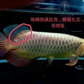 甘孜藏族自治州觀賞魚市場老缸重新開缸放闖缸魚曼龍 觀賞魚市場（混養(yǎng)魚） 第4張