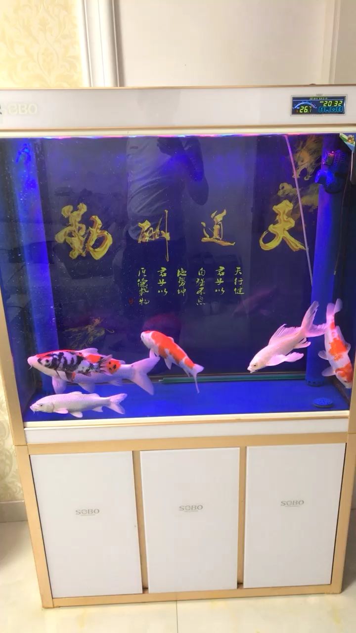 賞魚時(shí)間錦鯉圈