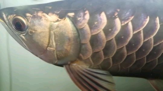 楊凌水族館龍魚佩七彩