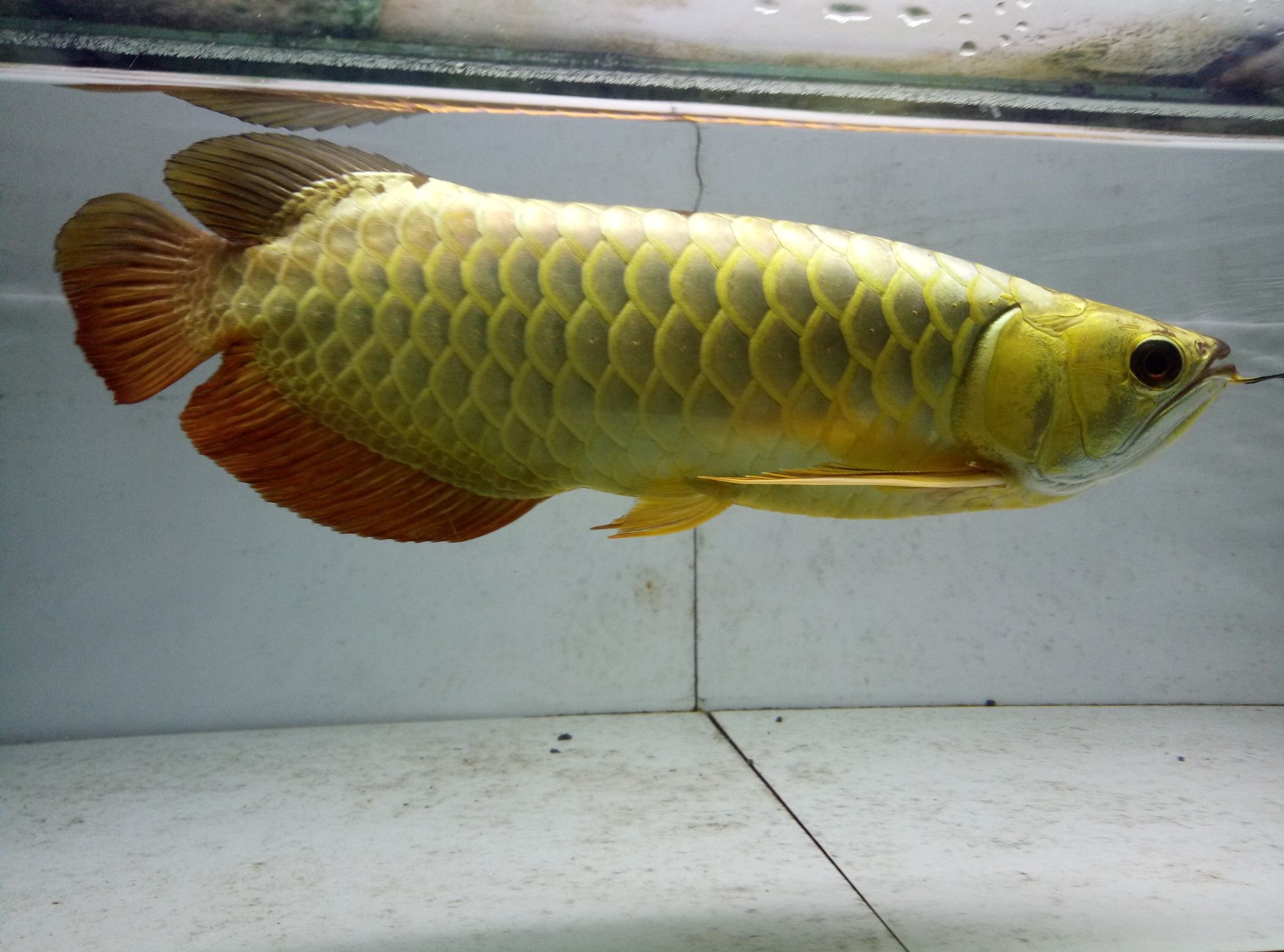 遵義觀賞魚市場純黃金打造的金龍 觀賞魚市場（混養(yǎng)魚） 第5張