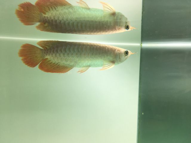 泉州觀賞魚市場(chǎng)才買了兩個(gè)星期魚跳缸了今天又買了條 觀賞魚市場(chǎng)（混養(yǎng)魚） 第6張