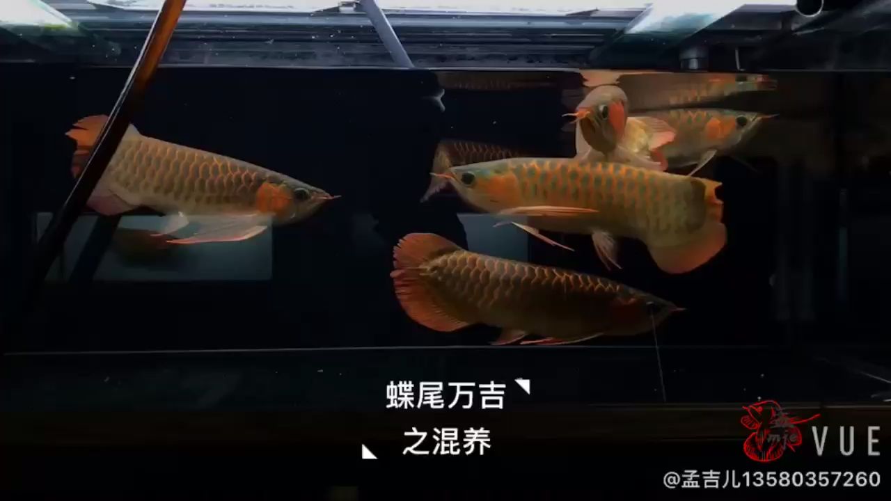 柳州水族館孟吉爾廣州孟吉爾持魚