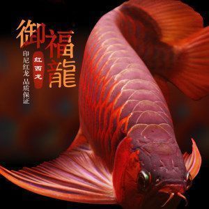 金龍魚一缸可以養(yǎng)幾條（金龍魚一缸可以取決于魚缸的大小和飼養(yǎng)者的經(jīng)驗(yàn)和知識(shí)）