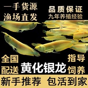 黃化銀龍魚不吃食（黃化銀龍魚不吃食的一些原因及其解決方法） 龍魚百科 第1張