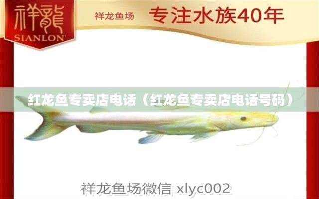 紅龍魚專賣店電話號碼多少（北京紅龍魚專賣店） 龍魚百科 第2張