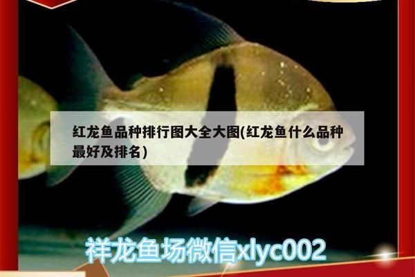 缸內(nèi)魚換茶了