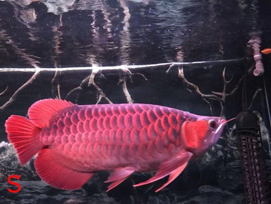 紅龍魚市場供需趨勢預測（關于紅龍魚市場供需趨勢預測的問題） 水族問答