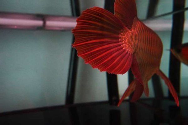 紅龍魚最愛吃什么飼料（紅龍魚成年飼料品牌，紅龍魚發(fā)色飼料效果） 龍魚百科 第2張