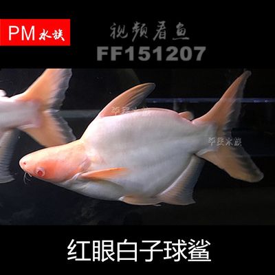 紅眼白子球鯊和龍魚(yú)混養(yǎng)（球鯊和龍魚(yú)可以混養(yǎng)嗎）