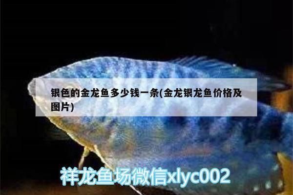 臨夏州觀賞魚市場割肉減密中有看上的魚友給個(gè)本錢就出