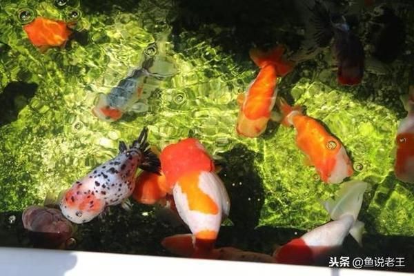 60公分紅龍見(jiàn)證 祥龍金禾金龍魚(yú)