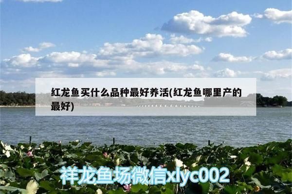 60的缸想做水草缸有什么建議 水草