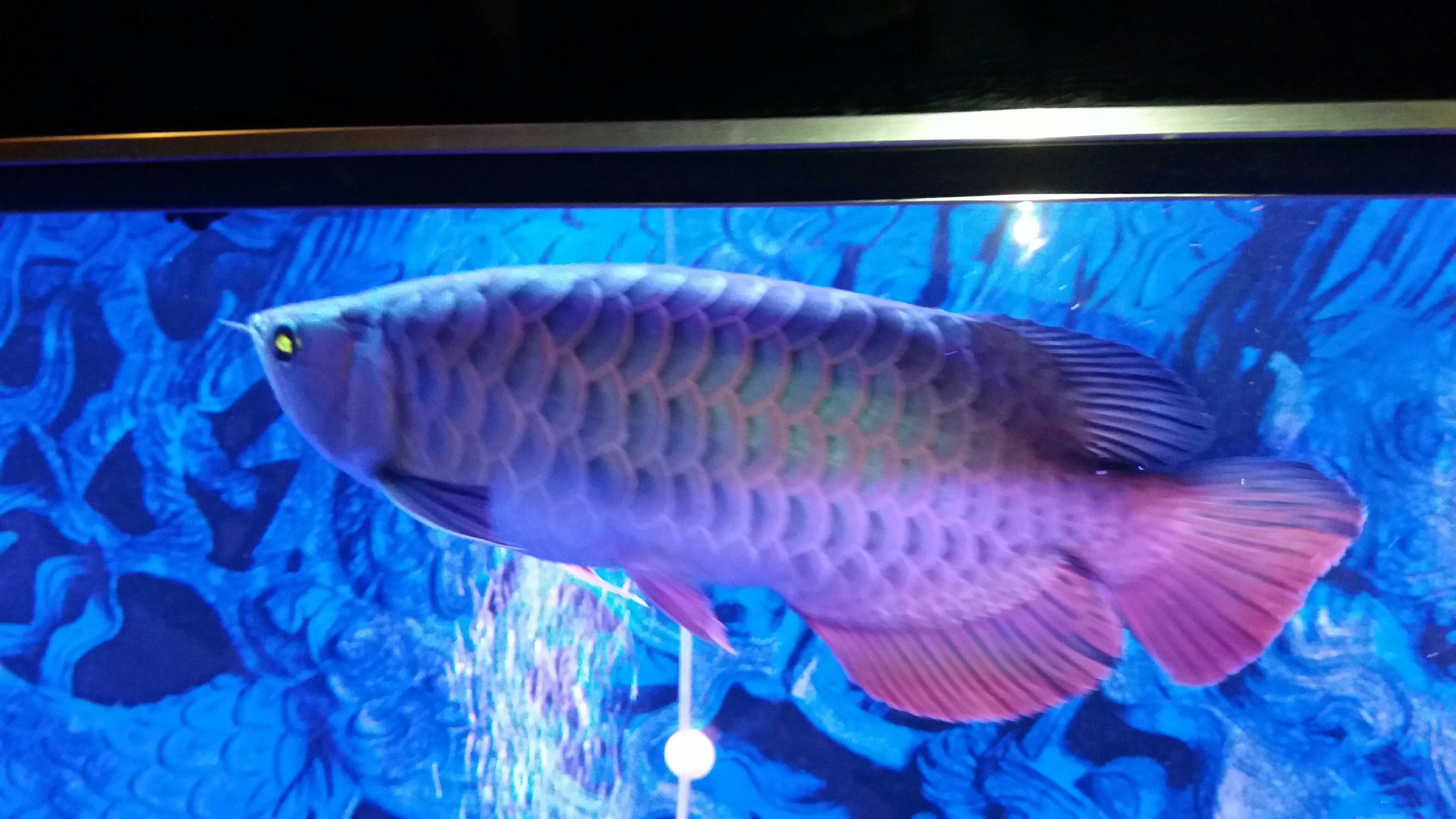 臨汾水族館發(fā)一貼 月光鴨嘴魚 第3張