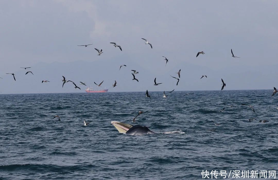 幫我看看我這魚的品相