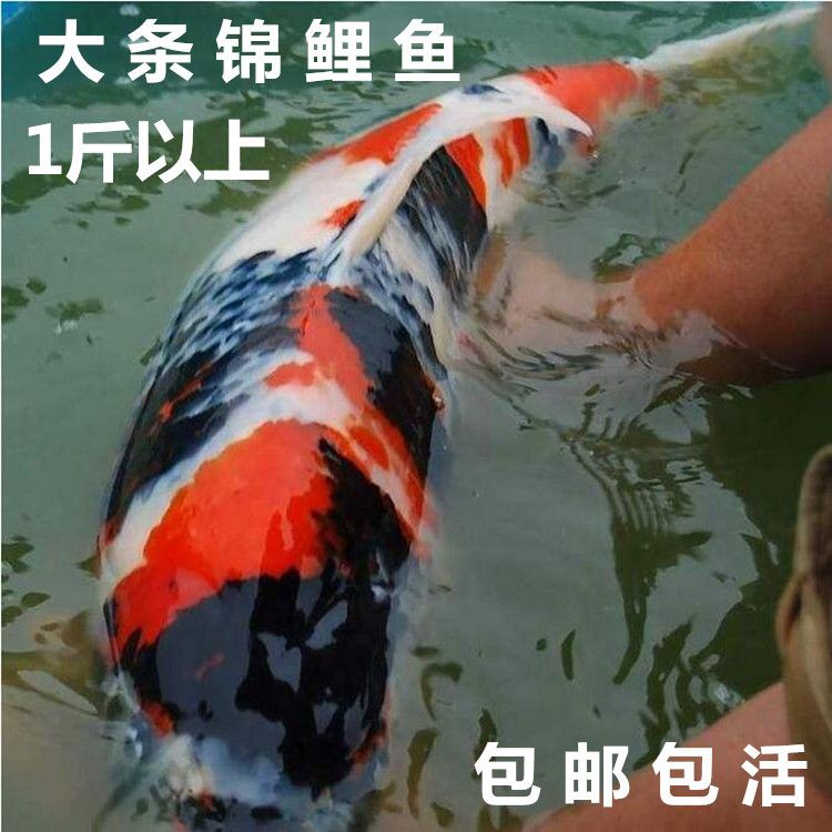 十堰觀賞魚市場地圖身上白斑是什么情況？請教