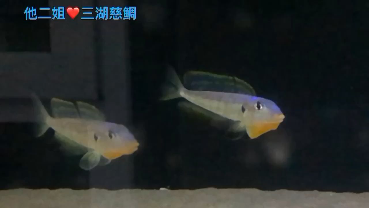 巴彥淖爾觀賞魚市場黃顎龍王