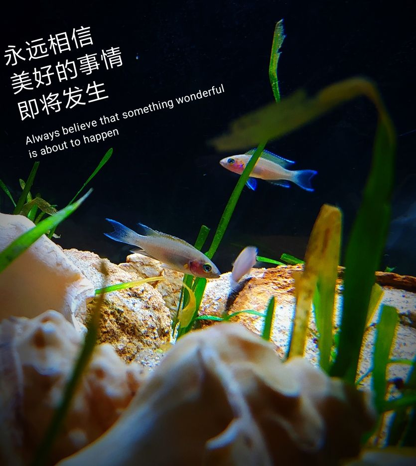 亮個特寫 蘇虎苗（蘇門答臘虎魚苗） 第2張