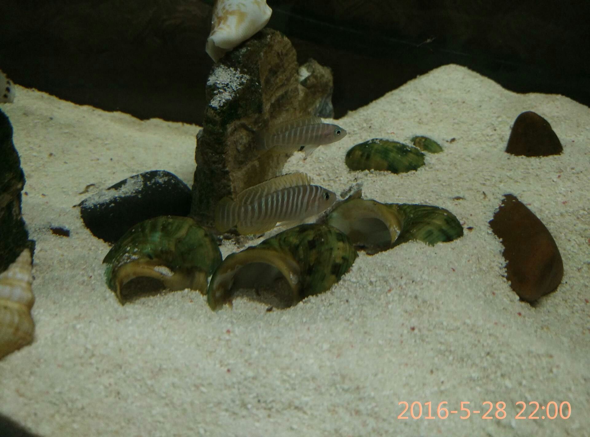 玉溪觀賞魚市場斑馬貝終于繁殖了 觀賞魚市場（混養(yǎng)魚） 第5張