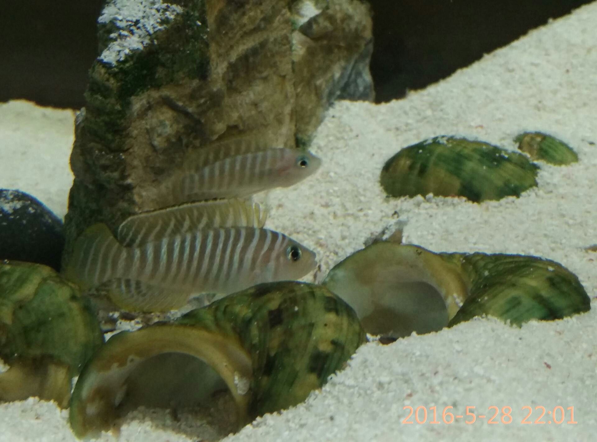 玉溪觀賞魚市場斑馬貝終于繁殖了 觀賞魚市場（混養(yǎng)魚） 第4張