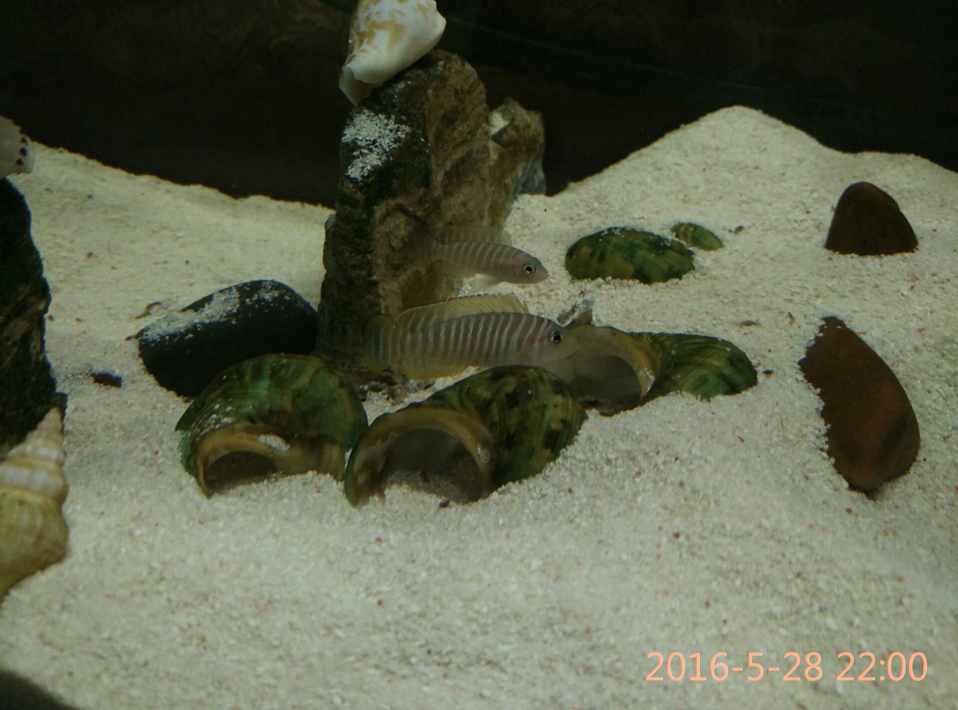 玉溪觀賞魚市場斑馬貝終于繁殖了 觀賞魚市場（混養(yǎng)魚） 第6張