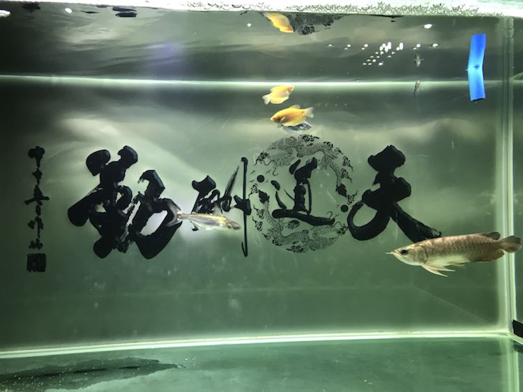 曼龍治蛋白蟲 紅白錦鯉魚 第4張