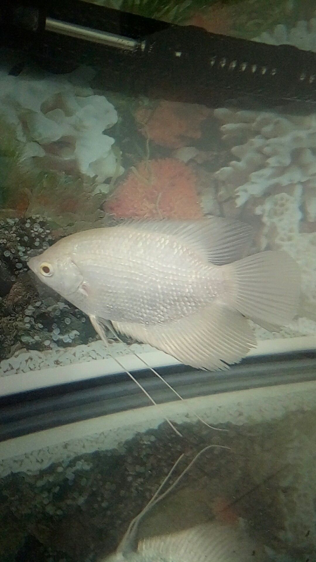 伊春水族館想請一條龍 B級過背金龍魚 第3張