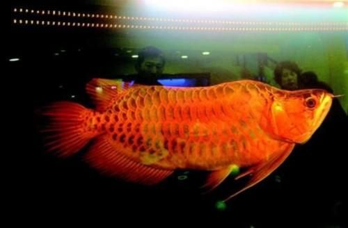 塔城水族館魚缸上下隔離構(gòu)想 觀賞魚魚苗 第1張