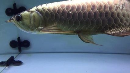 金龍魚選哪個品種好一點的魚（過背金龍魚的飼養(yǎng)技巧）