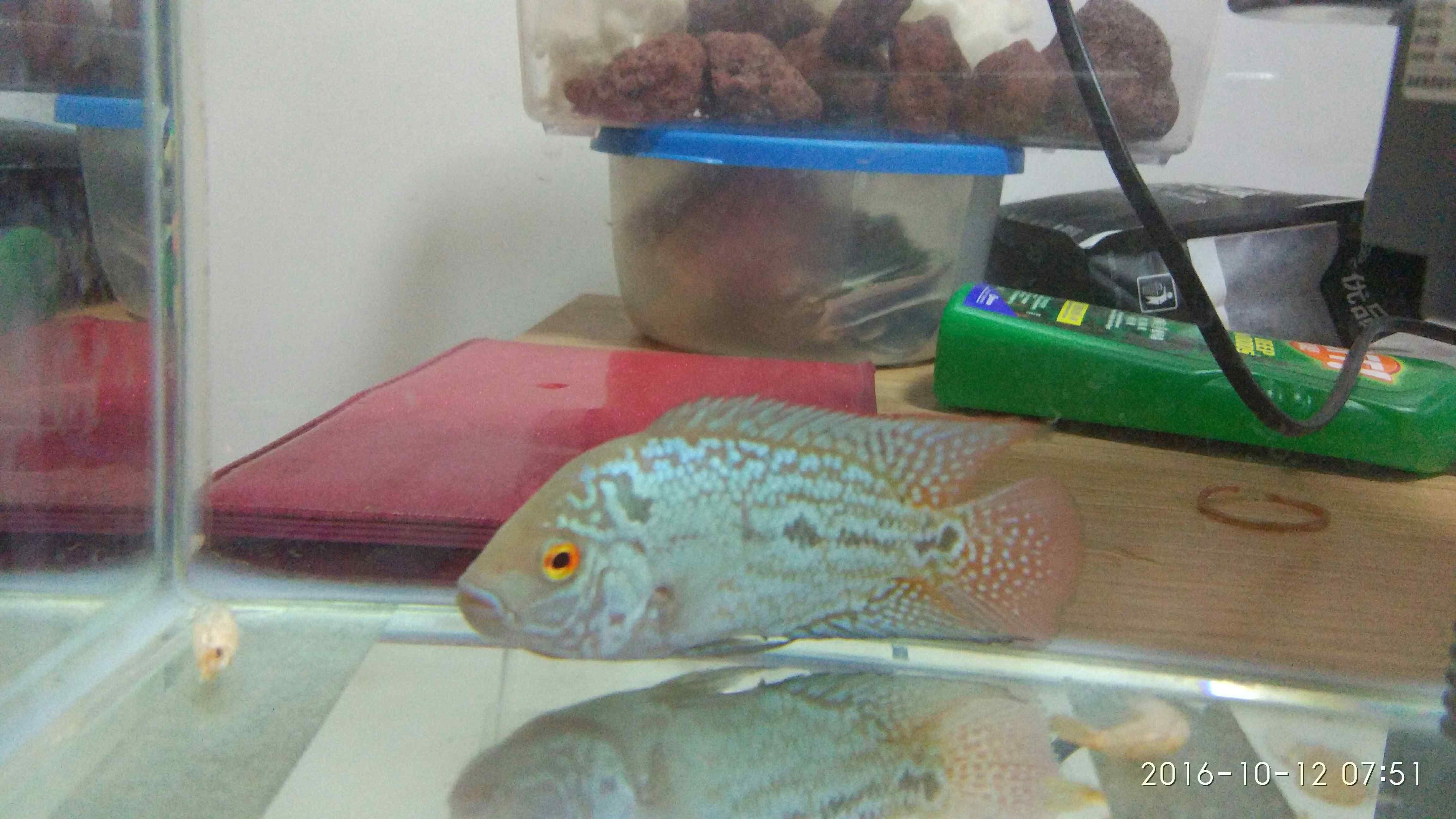 阿勒泰觀賞魚市場早起的魚兒有蝦吃