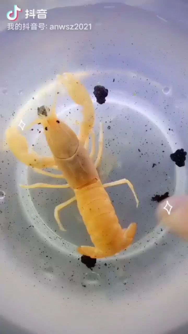 白山水族館黃金巨手鰲蝦 黃金招財(cái)貓魚(yú) 第2張