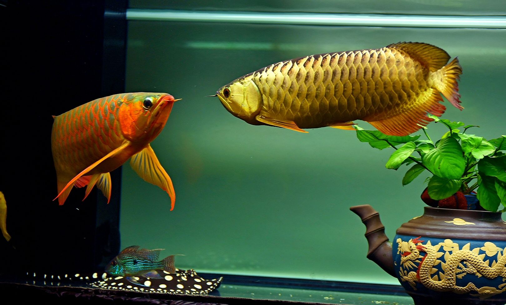 深夜照片 新加坡號(hào)半紅龍魚(yú)（練手級(jí)紅龍魚(yú)） 第3張