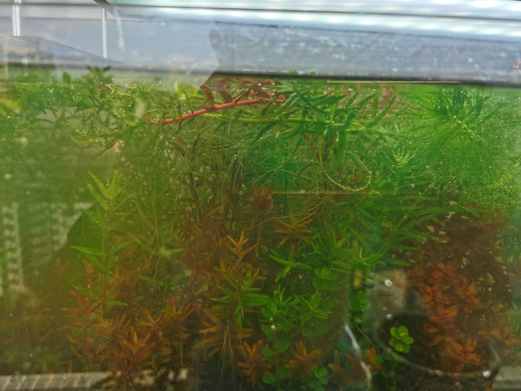 商洛水族館請問怎修剪水草？