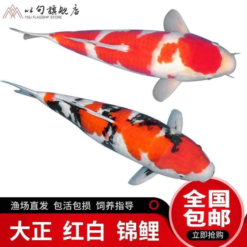 本溪觀賞魚市場加點魚