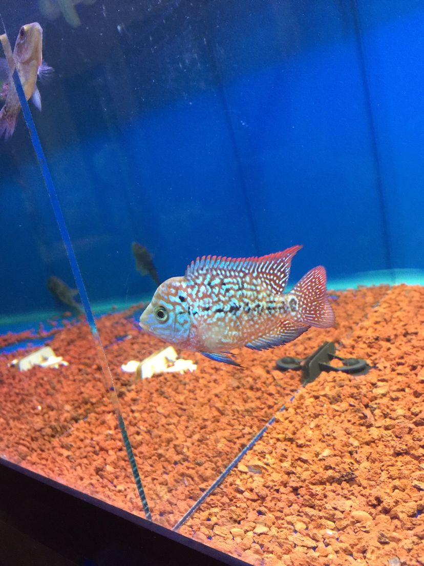 陽江水族館2017養(yǎng)魚賬單小花成長 帝王迷宮魚 第9張