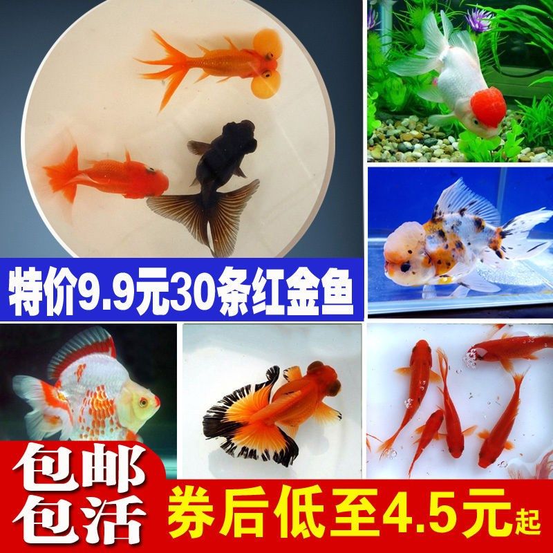 廈門水族館長(zhǎng)大嘍 狗仔（招財(cái)貓)魚苗 第1張