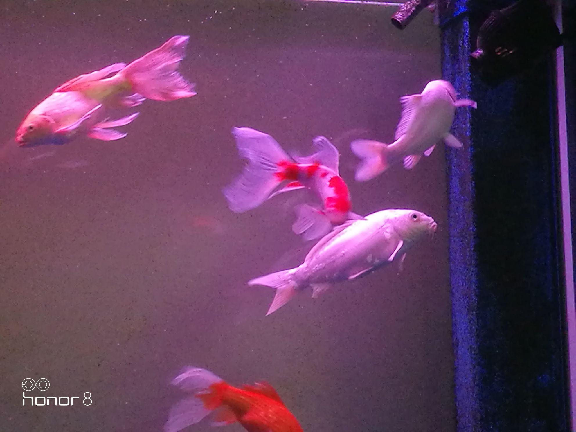 巴中水族館簽到晚安