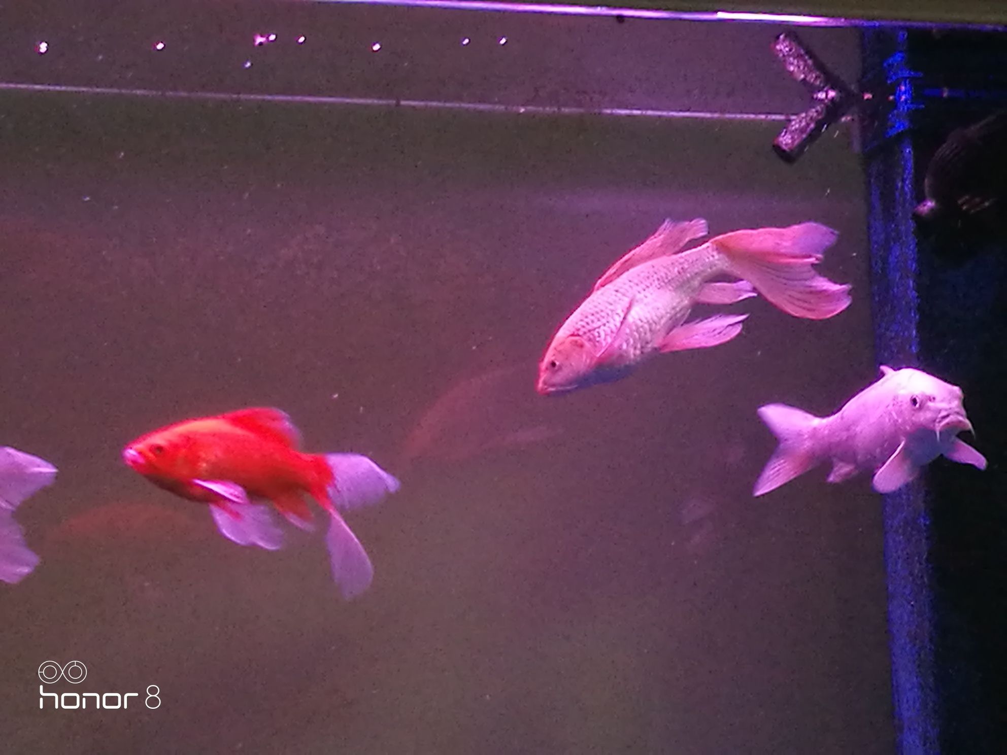 巴中水族館簽到晚安 三間鼠魚(yú)苗 第7張