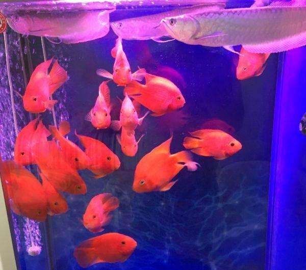 昭通水族館成群的魚兒游