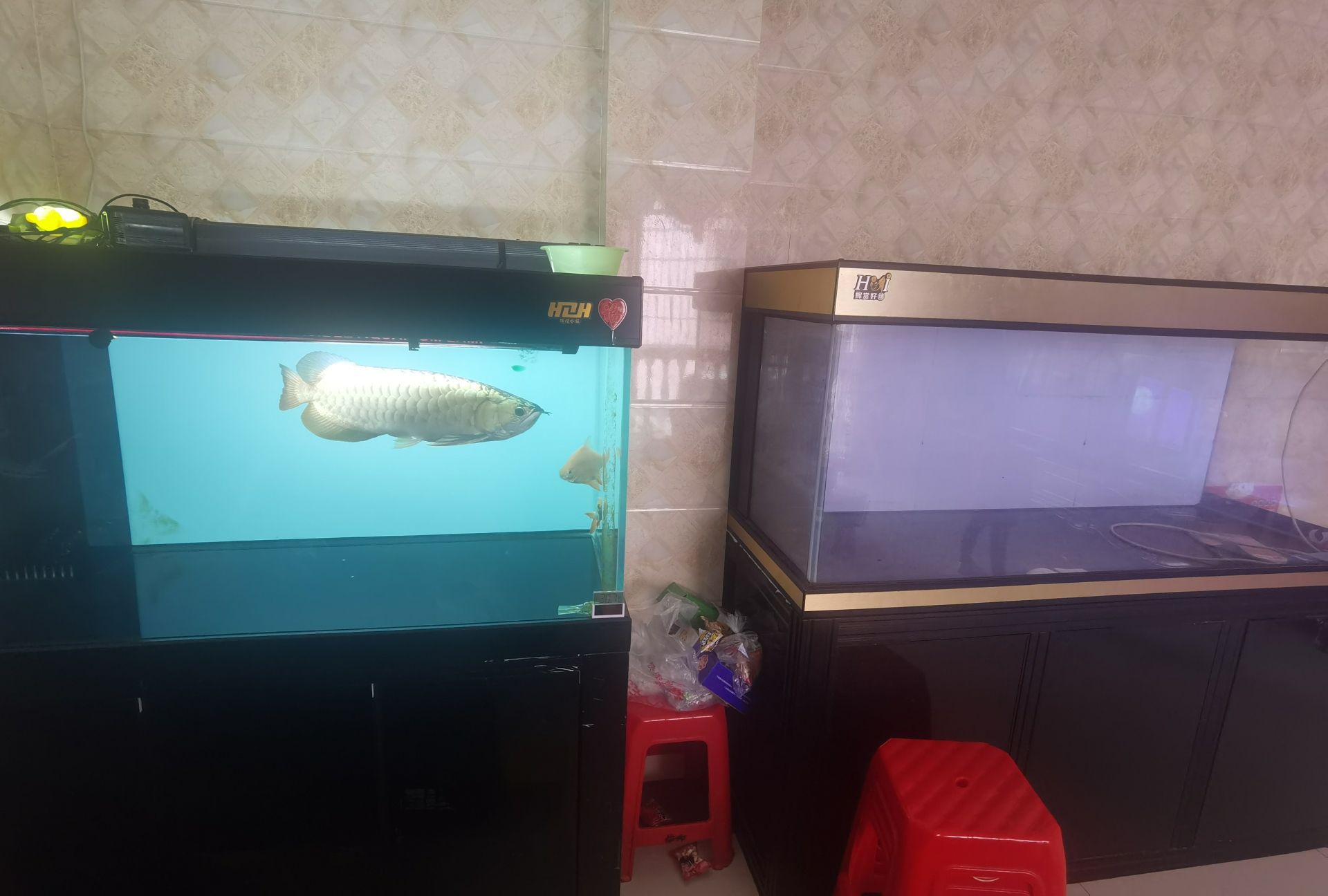 江門水族館樓層 馬拉莫寶石魚苗 第2張