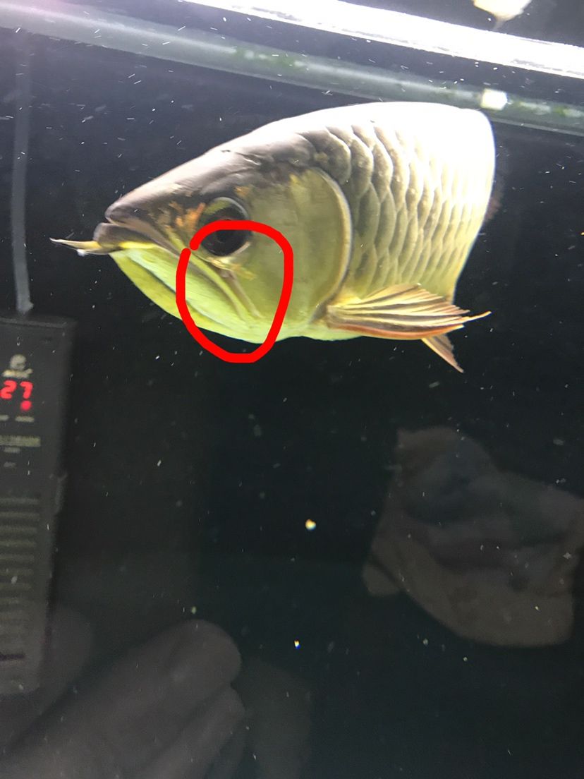 龍魚腮幫子裂開什么病 大白鯊魚 第4張